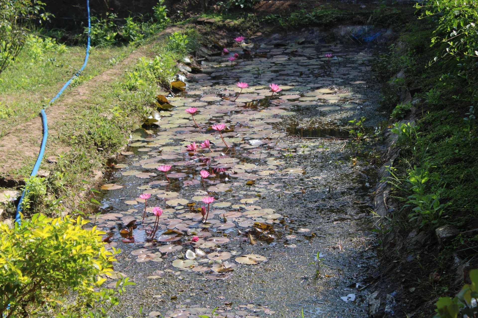 Lake View Garden