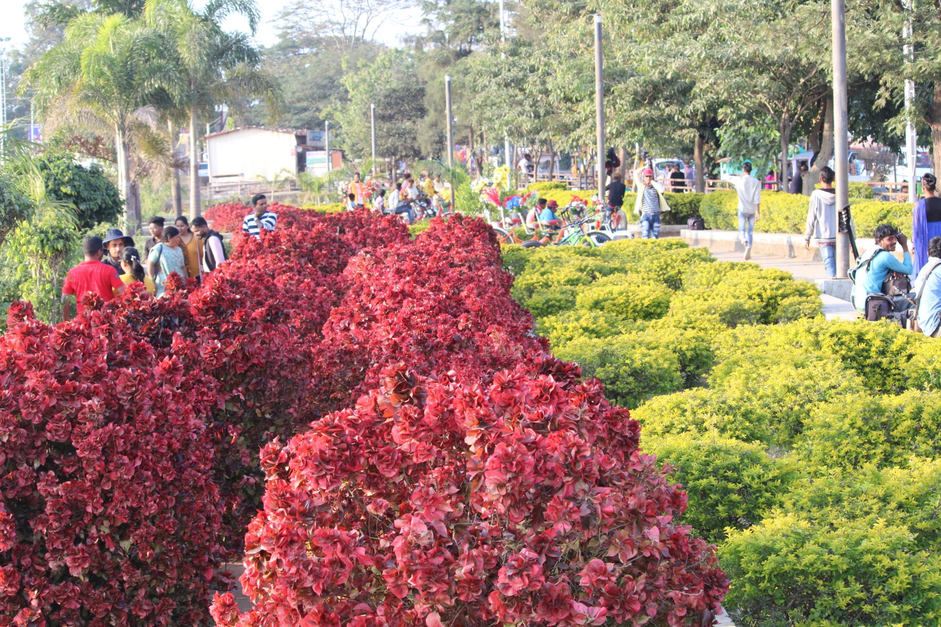 Rose Garden