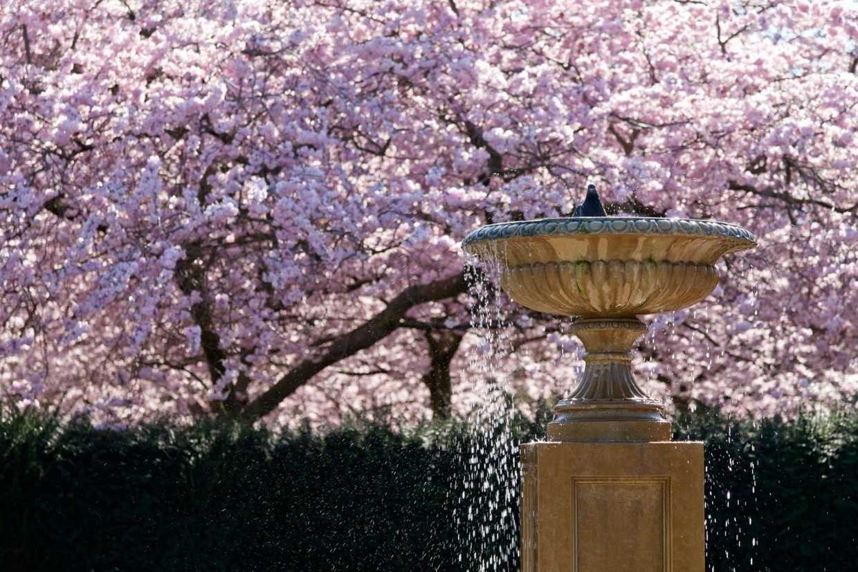 Blossom Hydel Park