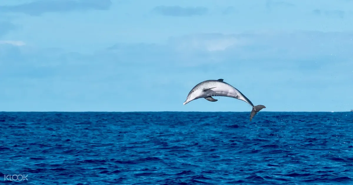 Dolphin Trip
