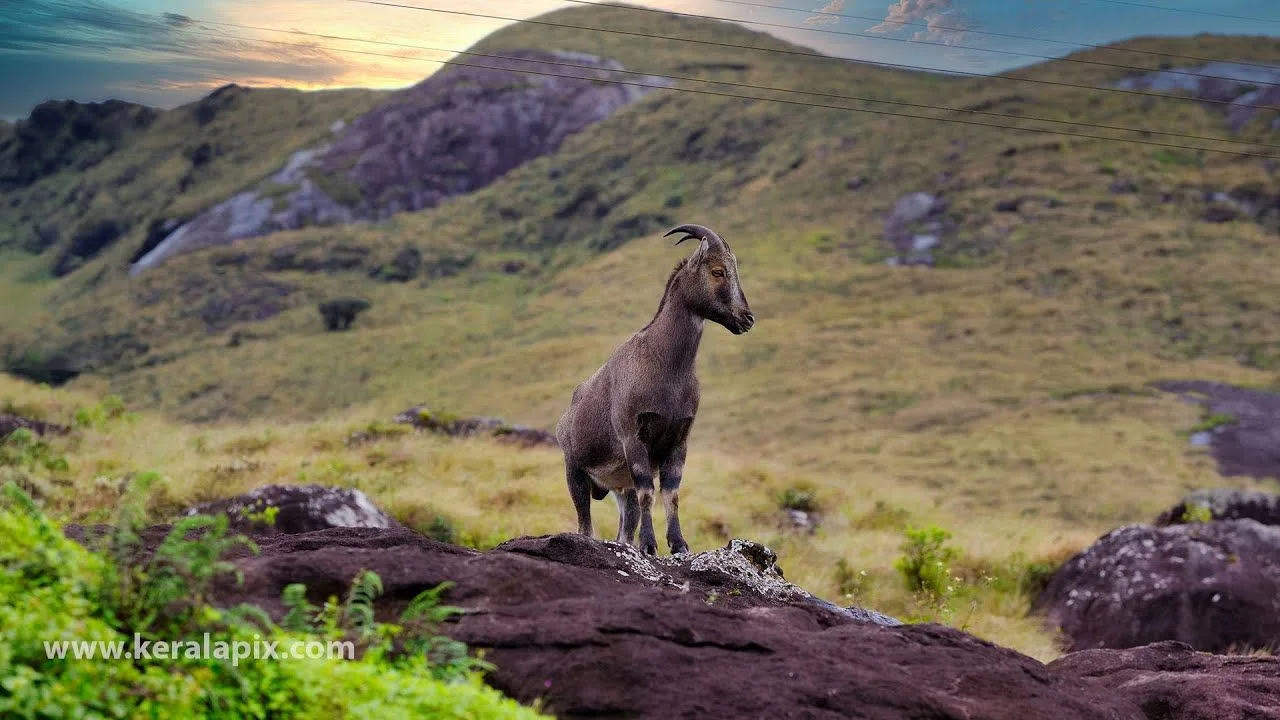 Eravikulam National Park