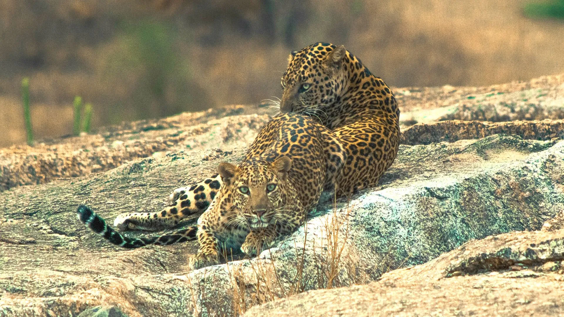 Jawai Leopard Safari Tour image 5