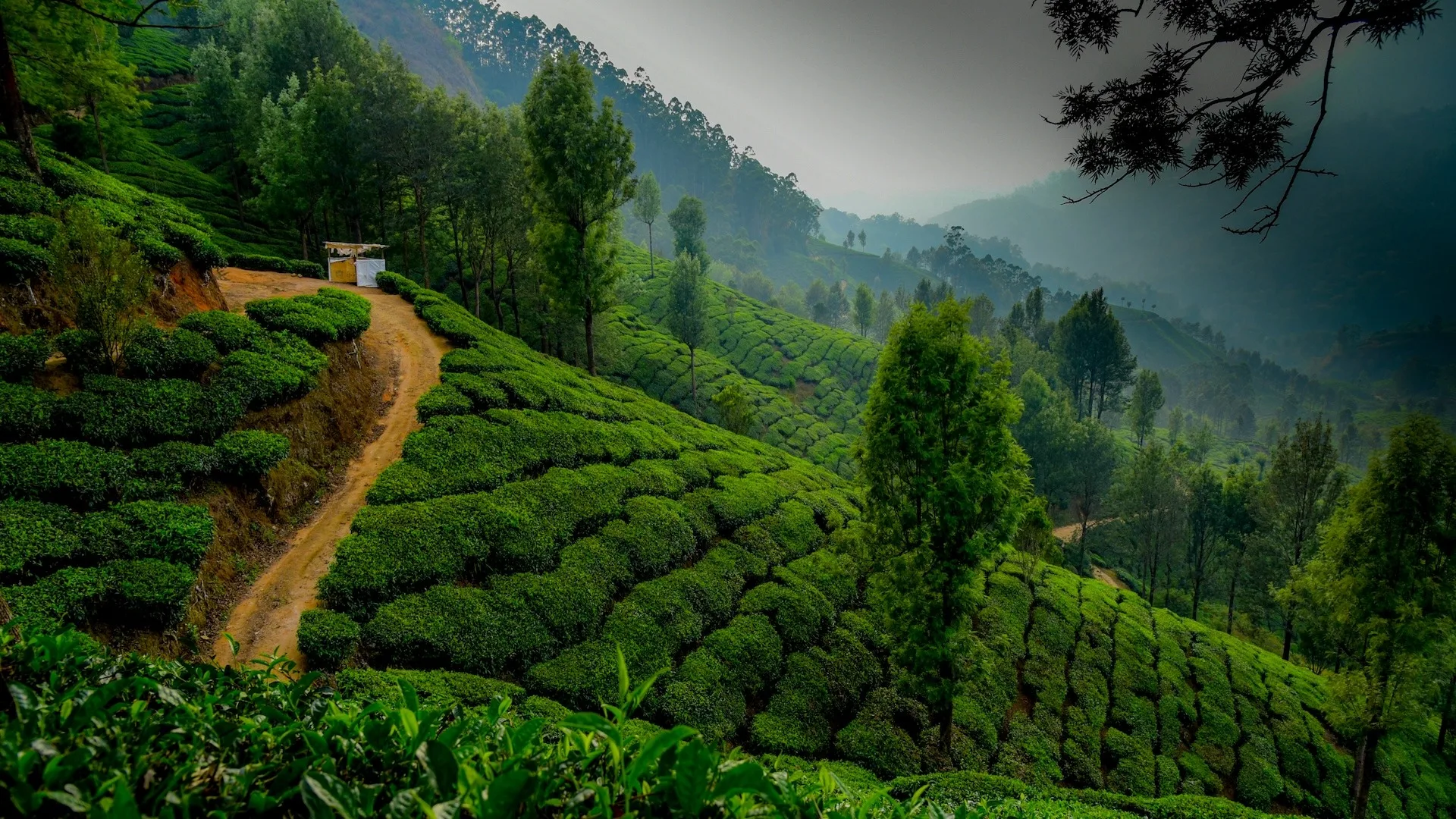 Munnar Tea Gardens